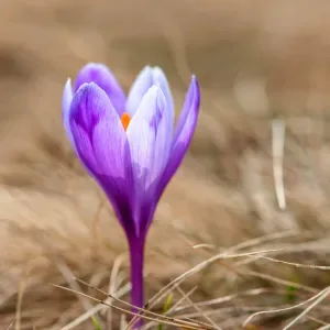 Purple crocus emerging from the earth